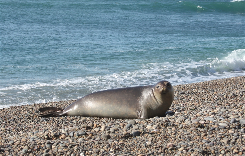 Southern elephant seal in Argentinian Patagonia. Credit: Solange Fermepin ©WCS